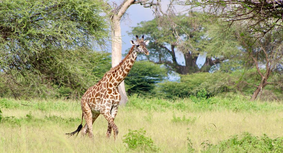 Giraffe wildlife safari